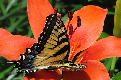 Lawn Fertilizers Brands on Mark Farm Supply Fertilizer Bird Feed Lawn Care Products Niles